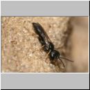 Diodontus minutus - Grabwespe 02 5mm.jpg